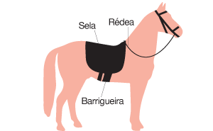 imagem de equipamentos necessários para o cavalo de adestramento: sela, rédea e barrigueira